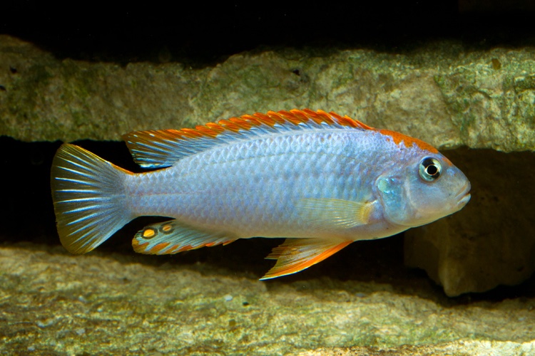 Pseudotropheus sp. 'red top ndumbi' Ndumbi Point